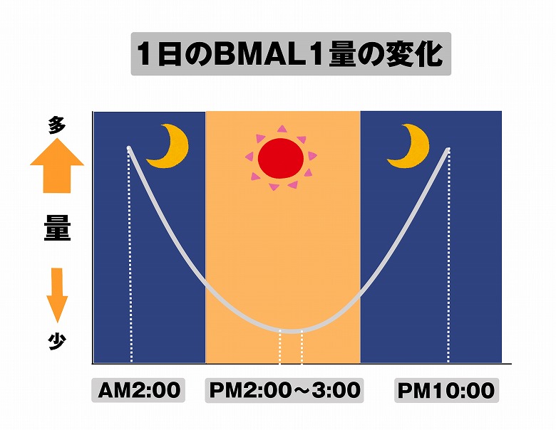 【週刊スラット -Week 6】BMAL1の活発な時間帯